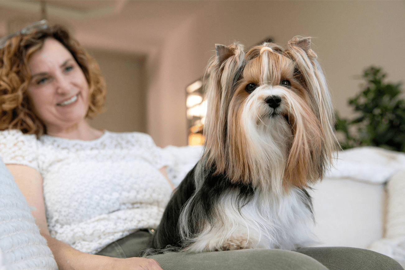 Pippin the Biewer Terrier sits in the lap of her owner Kathy West on Monday, May 20, 2024, at West’s home in Marysville, Washington. (Ryan Berry / The Herald).