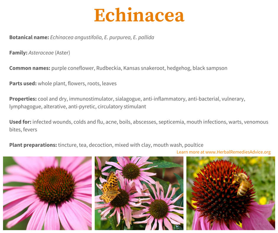 Echinacea benefits