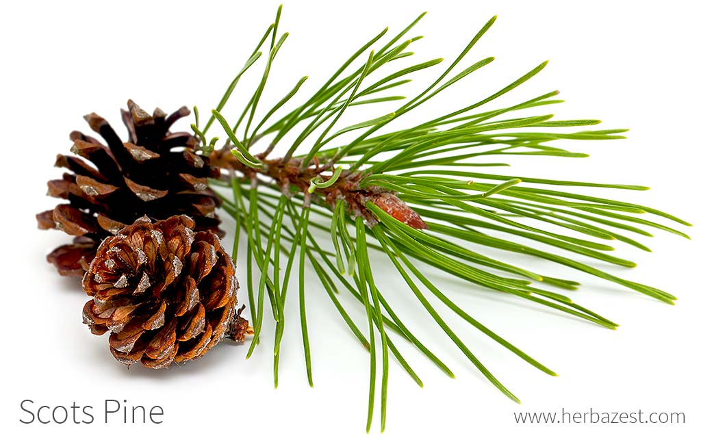 Scots pine