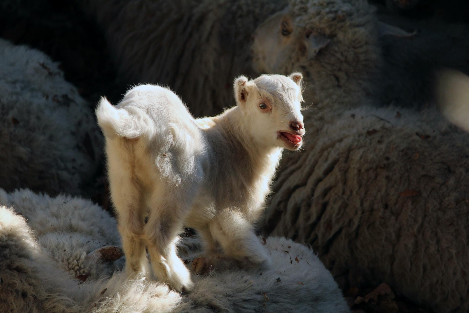 young butter lamb Indian