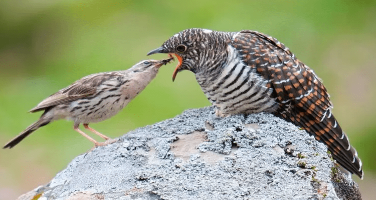 Burung Kedasih, Si Ratu Tega dan Mitos Suaranya yang Menyeramkan