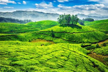 Ernakulam and Munnar Tour Package for 4 Days from Ernakulam