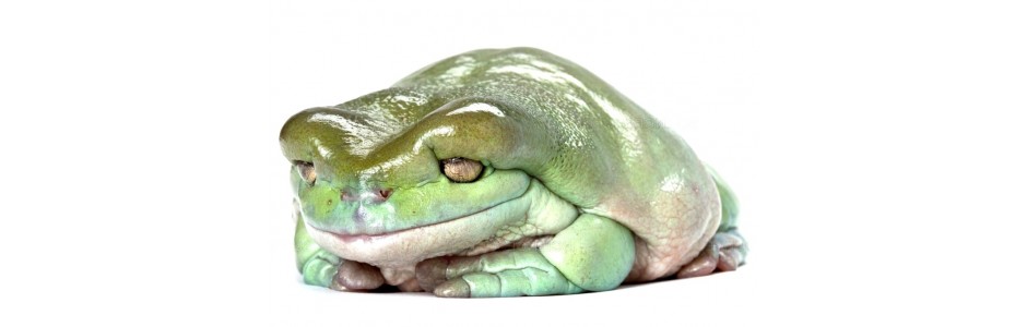 Litoria