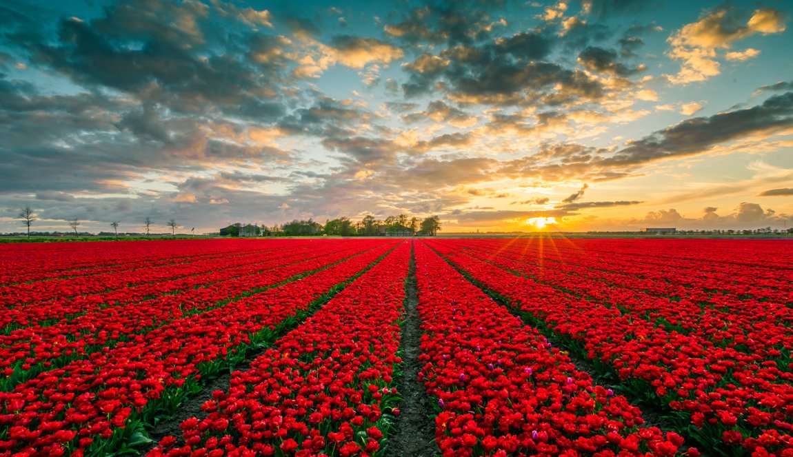 Red tulip field in Flevoland