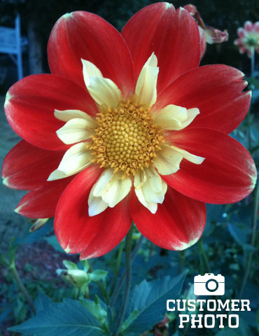 Festivo Impression Dahlia