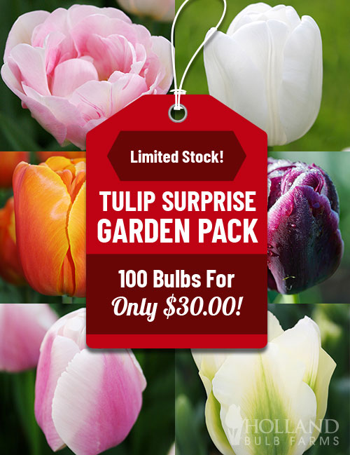 Tulip Surprise Garden