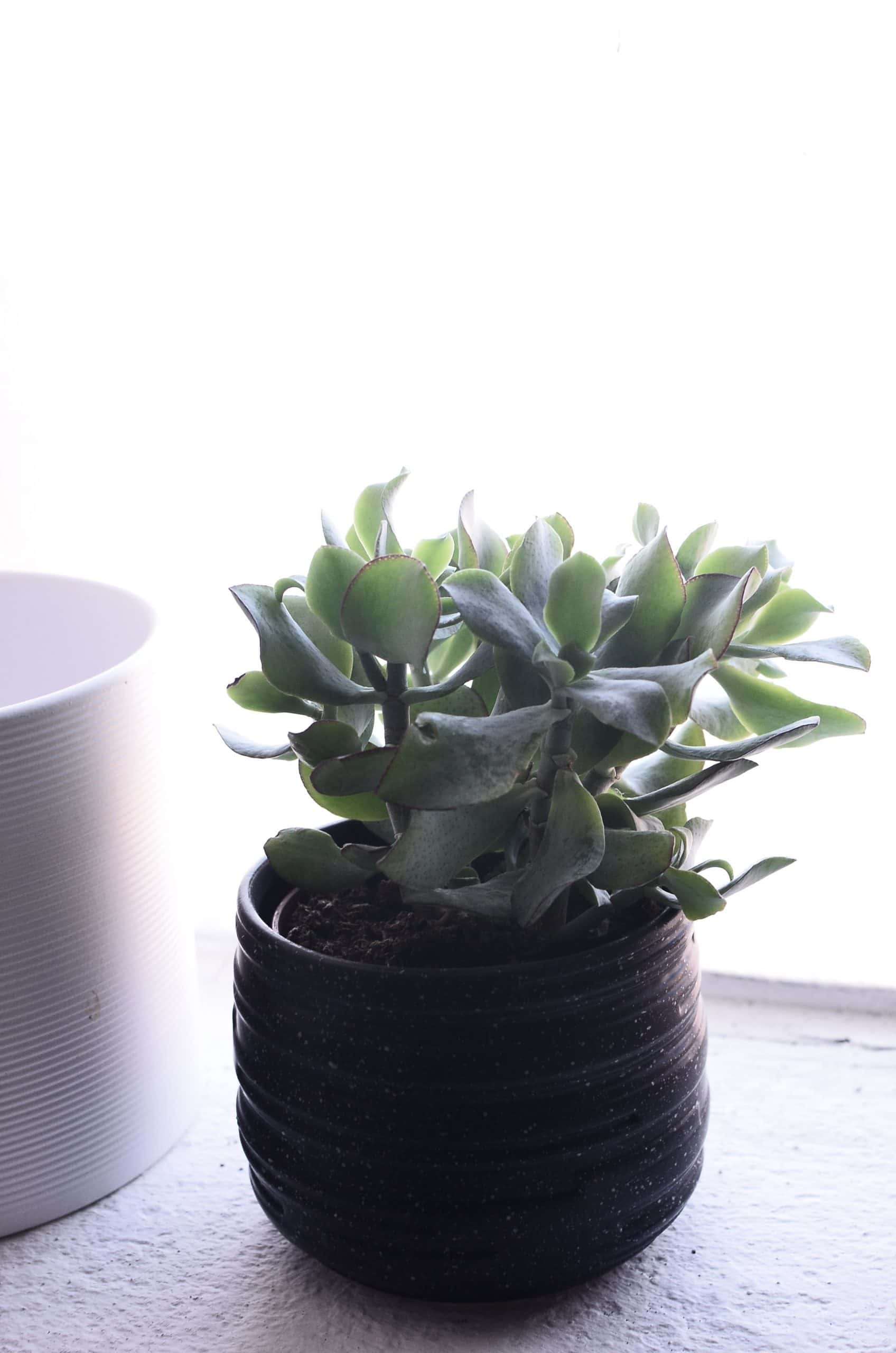 blue bird jade plants