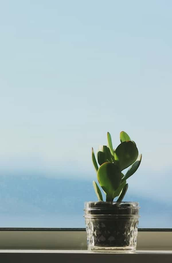 botany bay jade plants