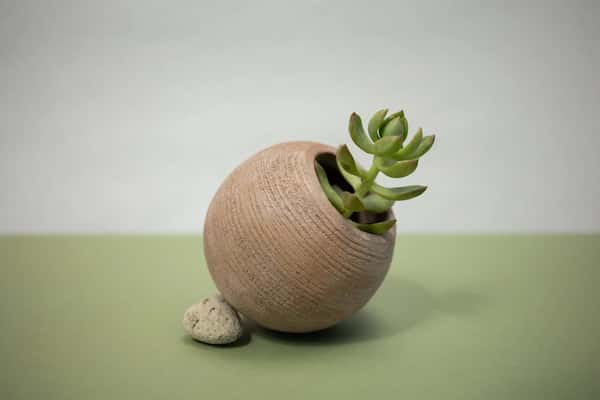 crassula moonglow