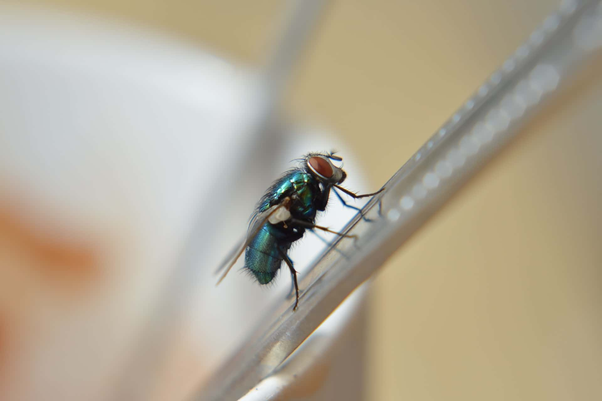 how to get rid of house flies naturally