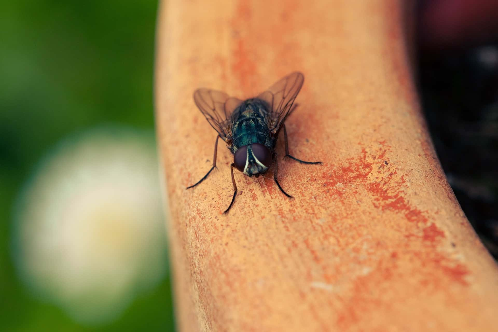 how to keep flies away from home