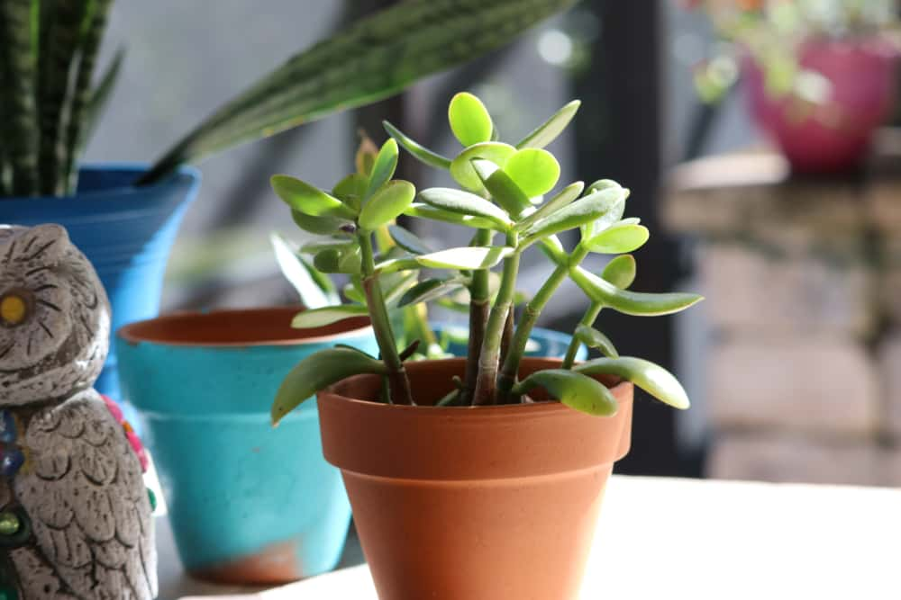 jade green coloured leaves