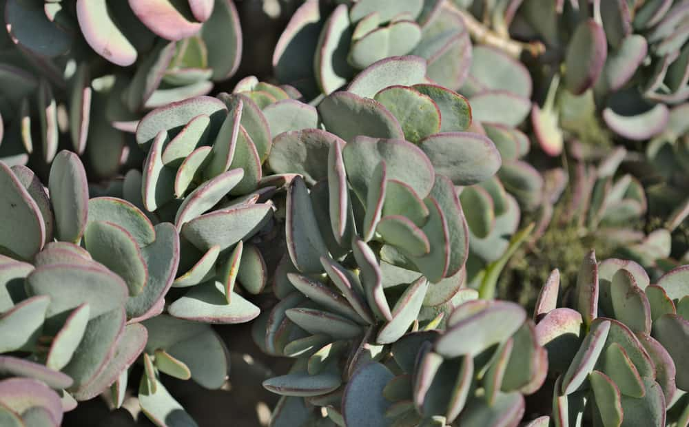 silver dollar jade plants