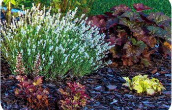 Fastest Growing Evergreen Shrubs for Shade and Shady Landscapes