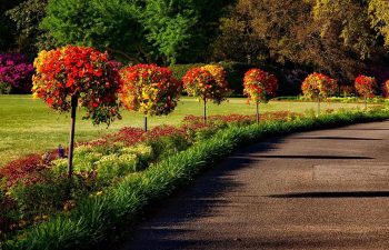 Small Trees for Landscaping