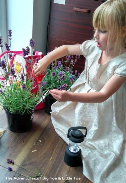 Using lavender for scarecrow hair