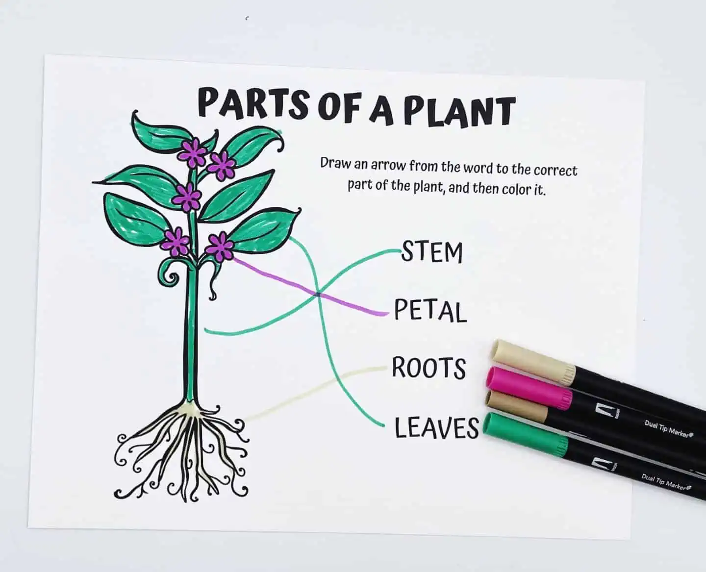 PARTS OF A PLANT