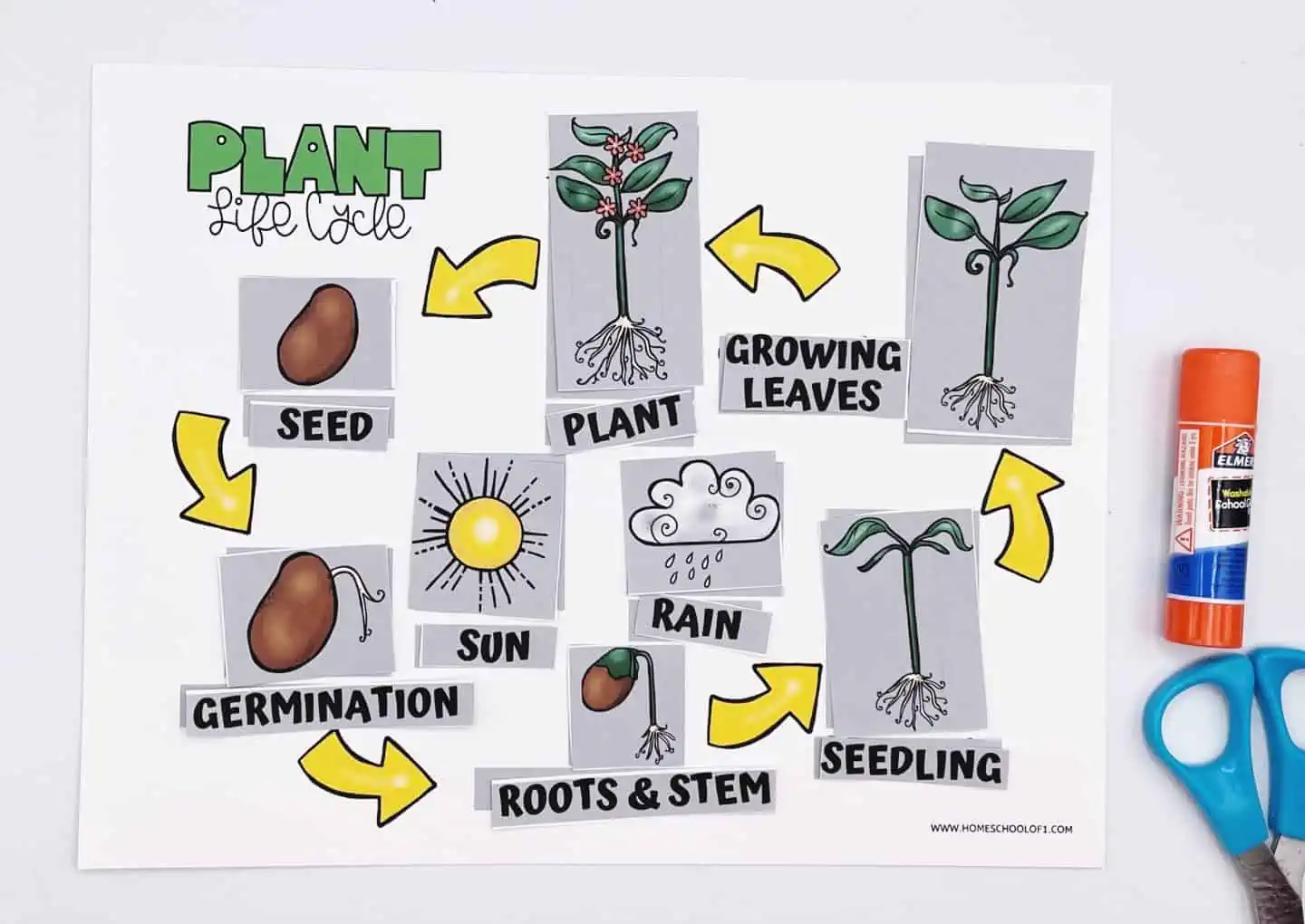 PLANT LIFE CYCLE