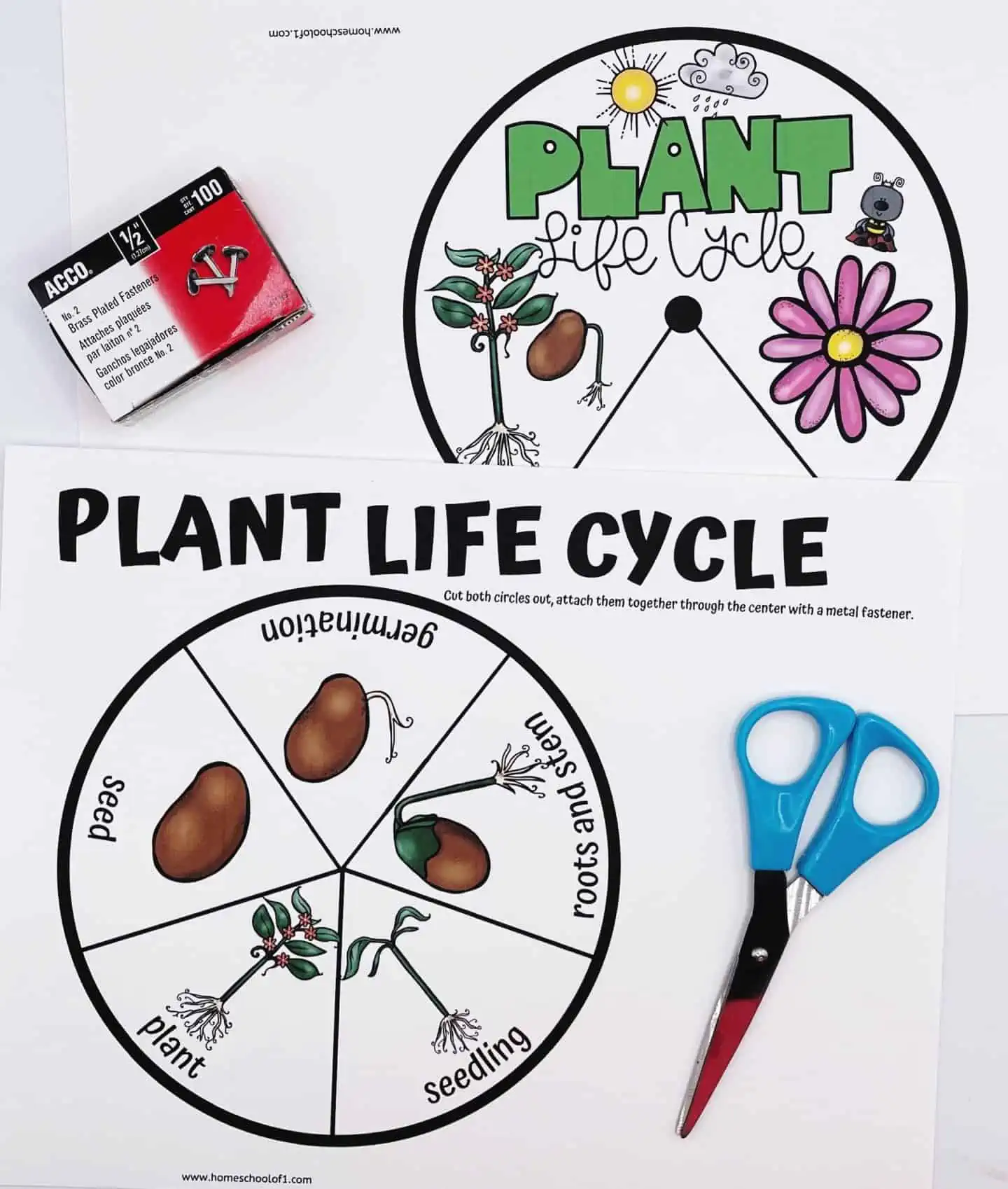 PLANT LIFE CYCLE SPINNER