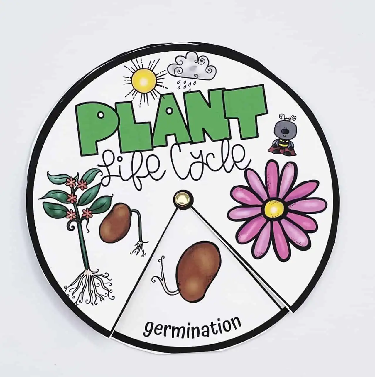 PLANT LIFE CYCLE SPINNER