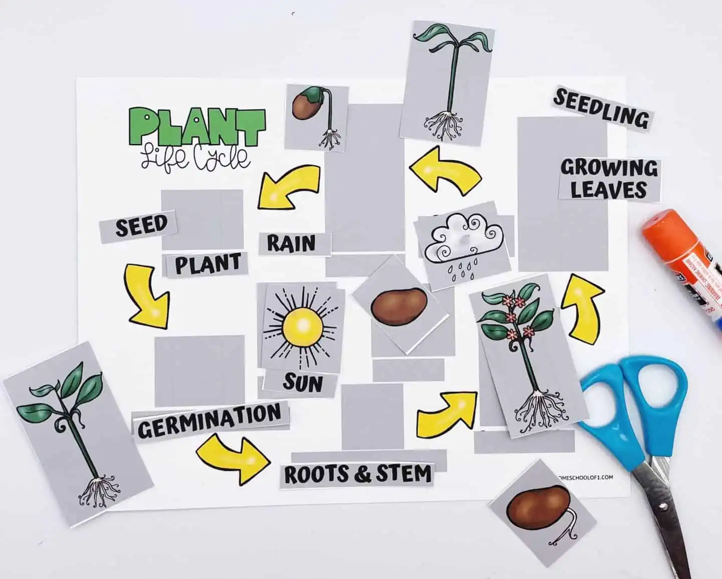 PLANT LIFE CYCLE WORKSHEET