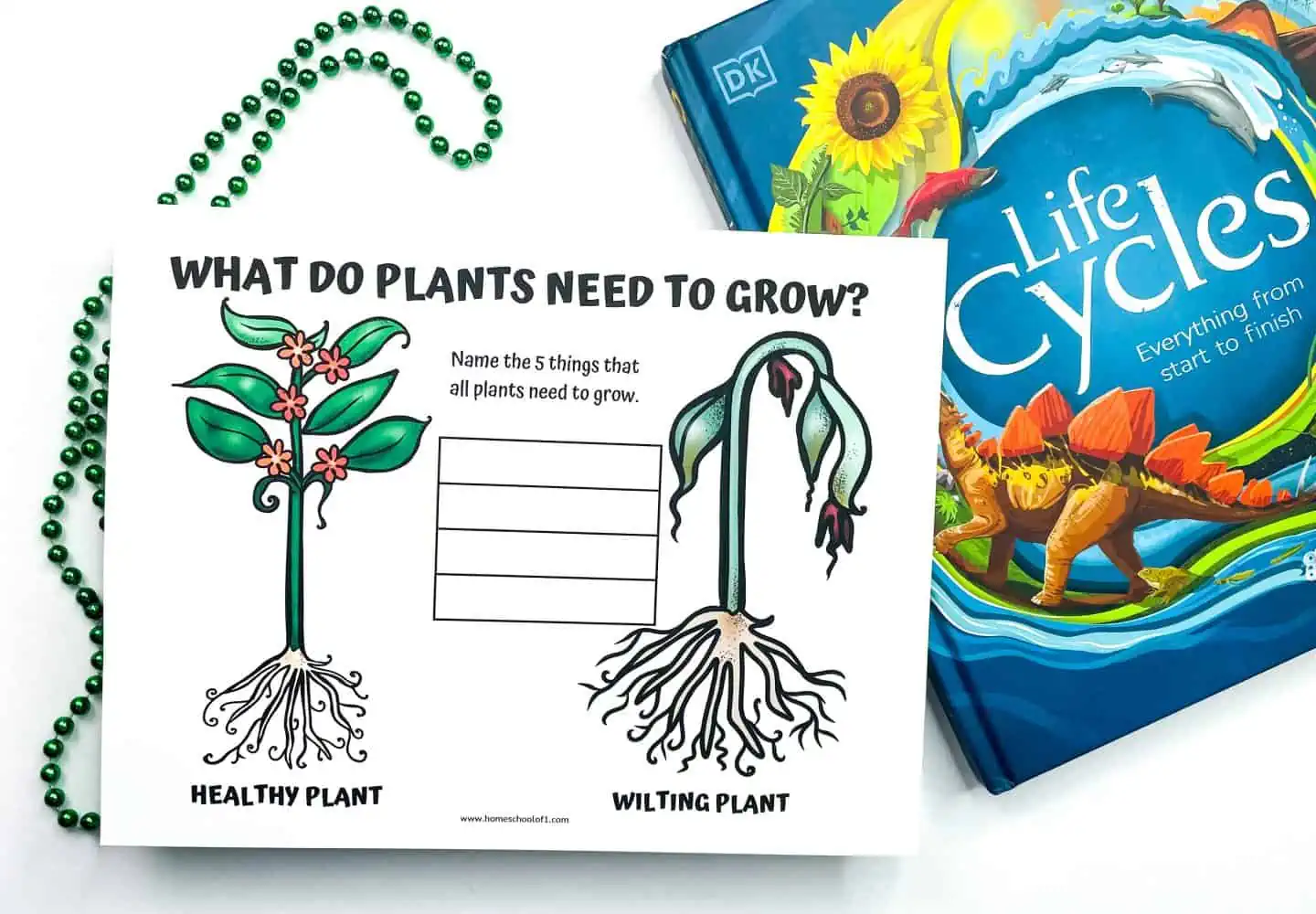 plant life cycle worksheet pdf