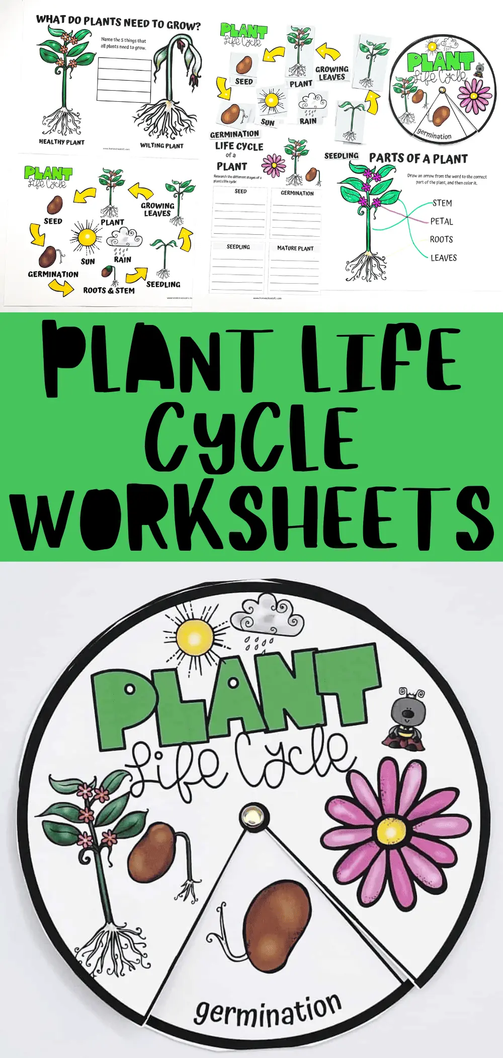 plant life cycle worksheets