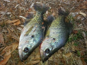 Crappies