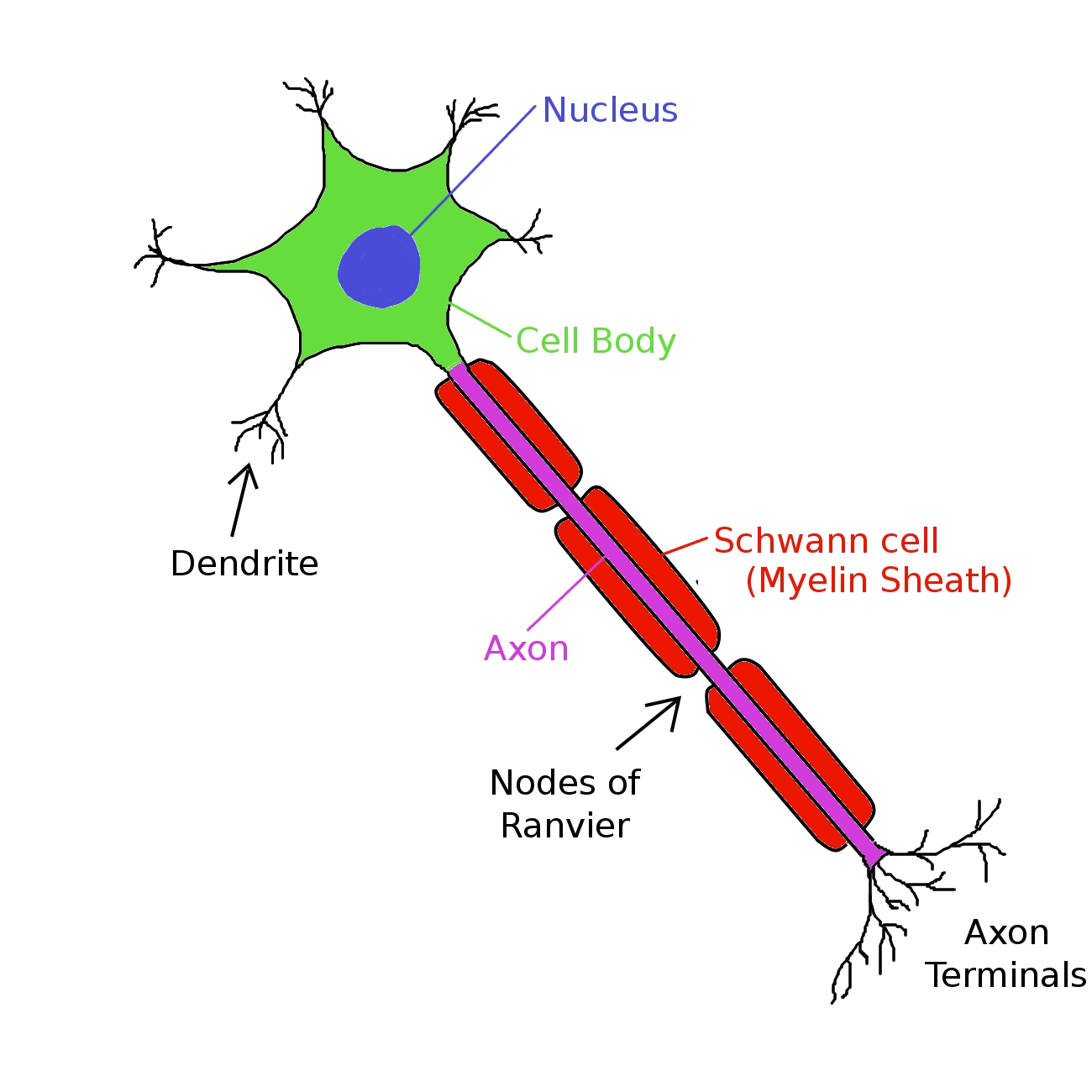 Structure Of Neuron With Diagram Structure Nervous Neuron Ne