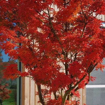 acer-palmatum-shishigashira