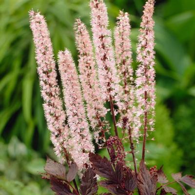 actaea-pink-spike