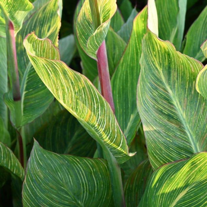 Canna 'Pretoria' plant