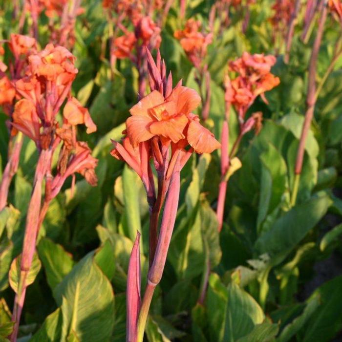 Canna 'Pretoria' plant