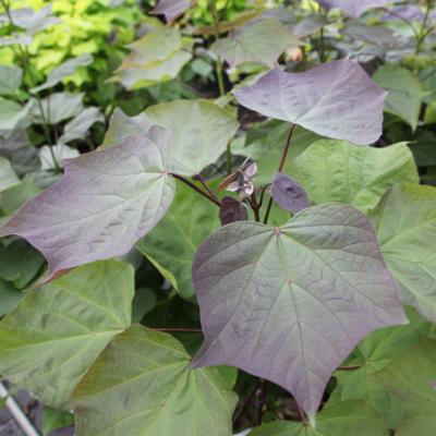 catalpa-erubescens-purpurea