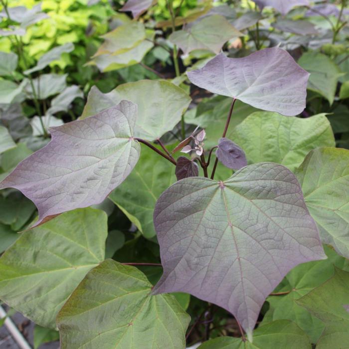 Catalpa erubescens 'Purpurea' plant