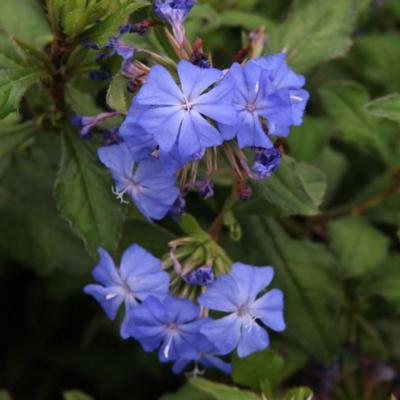 ceratostigma-willmottianum-forest-blue