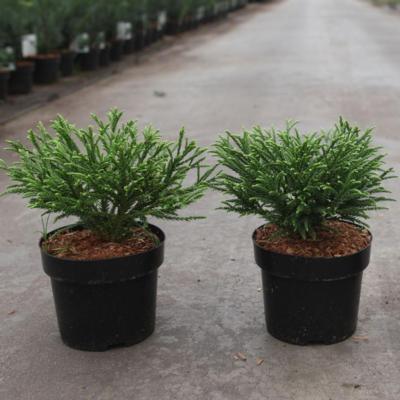 cryptomeria-japonica-little-champion