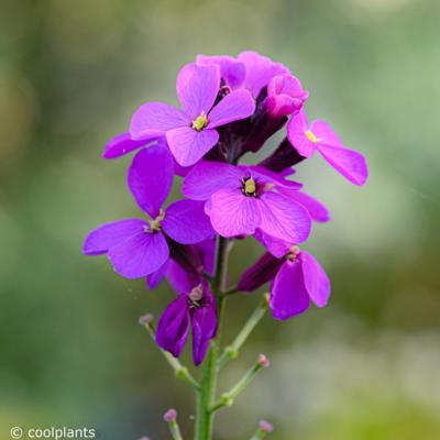 erysimum-bowles-mauve