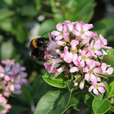 escallonia-laevis-pink-elle