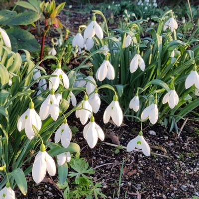 galanthus-bertram-anderson