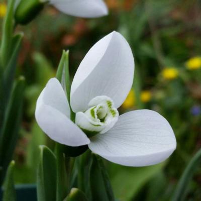 galanthus-elwesii-polar-bear