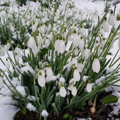 galanthus-s-arnott