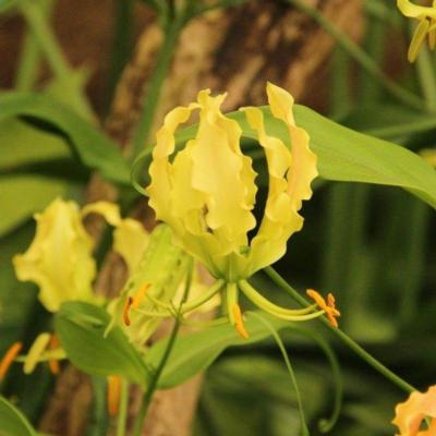 gloriosa-lutea