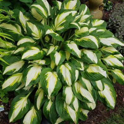 hosta-vulcan