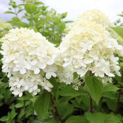 hydrangea-paniculata-limelight