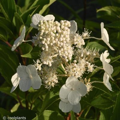 hydrangea-paniculata-polar-bear