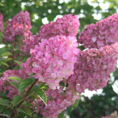 hydrangea-paniculata-sundae-fraise