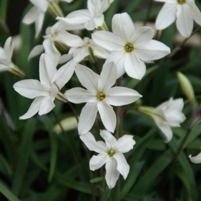 ipheion-uniflorum-alberto-castello