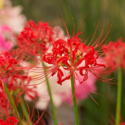 lycoris-radiata