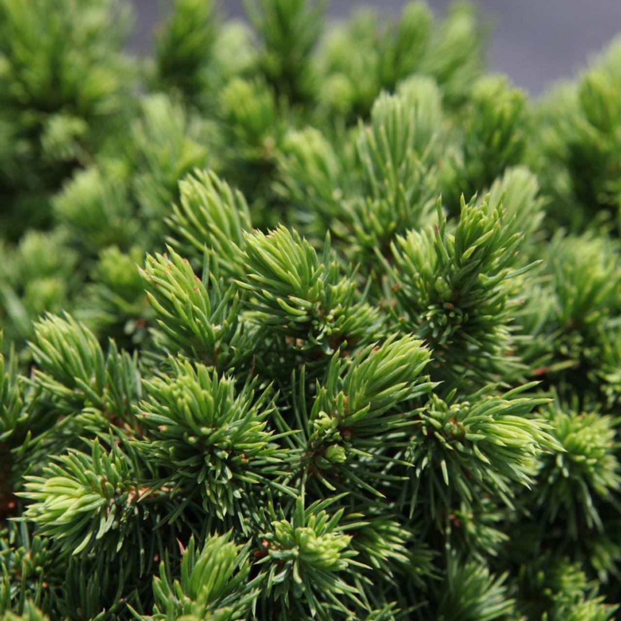 Picea glauca 'Alberta Globe' plant